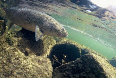 Underwater taimen