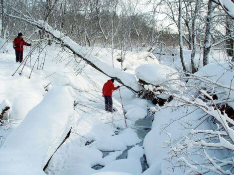 Research in Sarufutsu Environmental Conservation Forest, Hokkaido, Japan