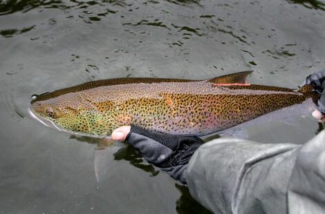 The Eurasian Huchen, Hucho hucho: Largest Salmon of the World