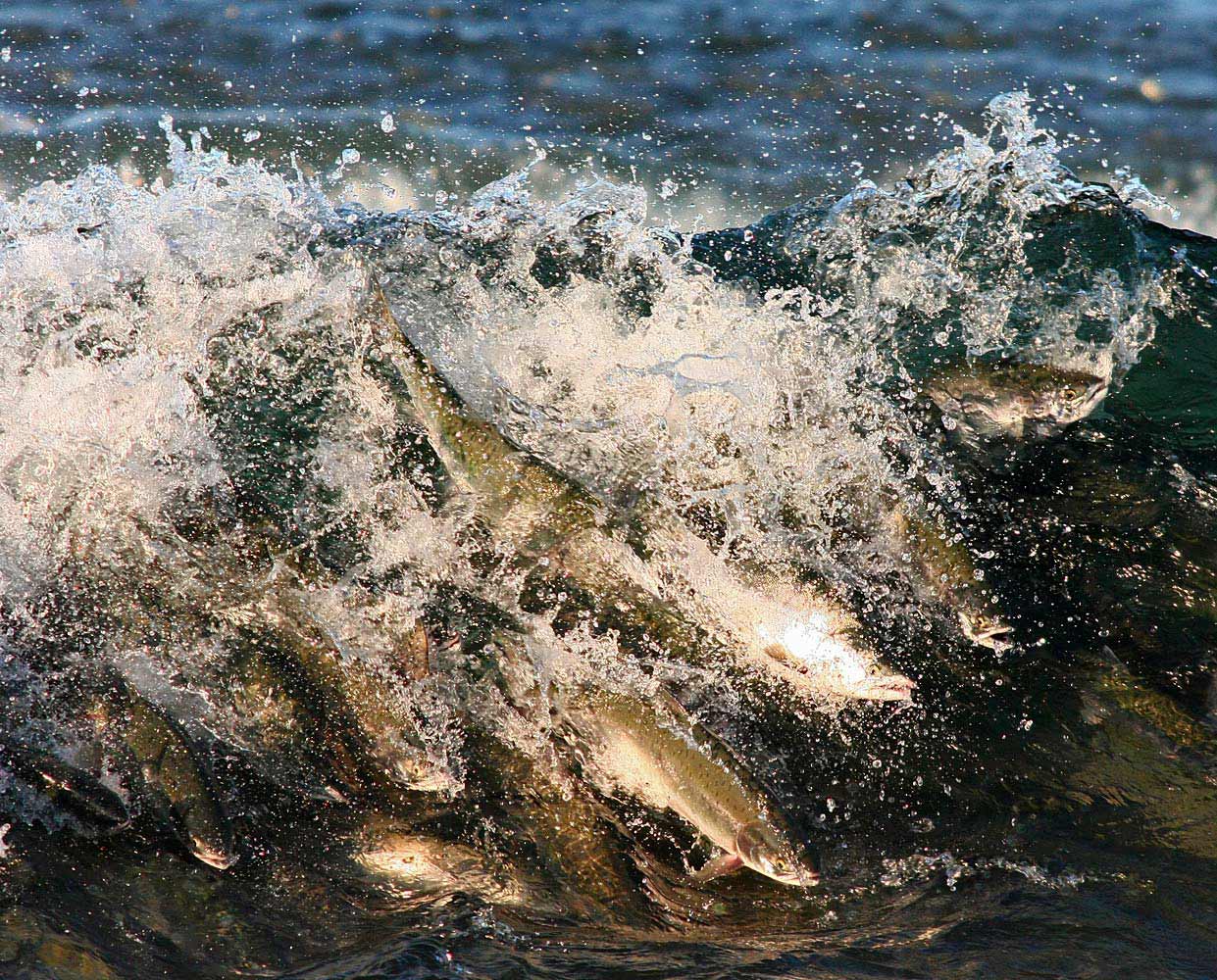 Pink salmon wave, Sakhalin, Russia