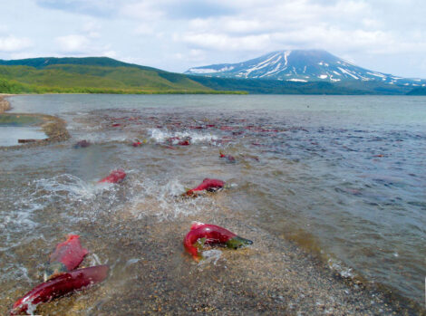 Sockeye spawn in Kamchatka's Kurill Lake.