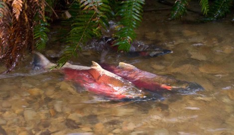 Spawning coho salmon Oregon