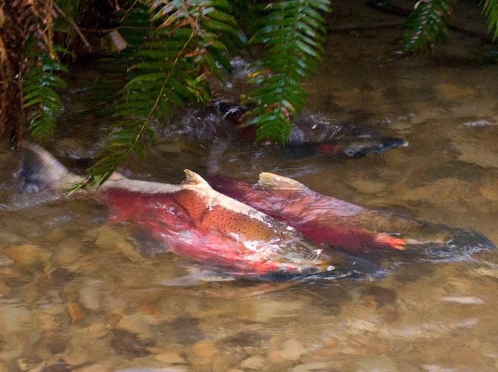 Coho salmon spawn in the Oregon Coast Range