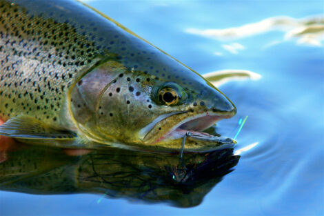 Oregon steelhead