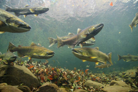 Fall Chinook Salmon Viewed Underwater