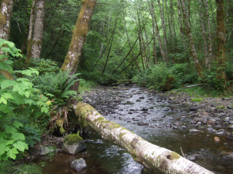 Kilchis River in Oregon's Tillamook State Forest