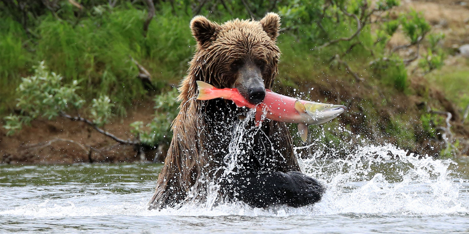 Brown bear nabs salmon in Alaska