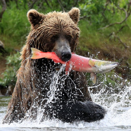 Bristol Bay, Alasksa bear