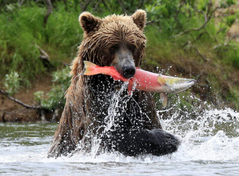 Bristol Bay, Alasksa bear