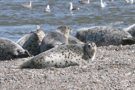 Ringed Seals Shantar Islands National Park, Russia