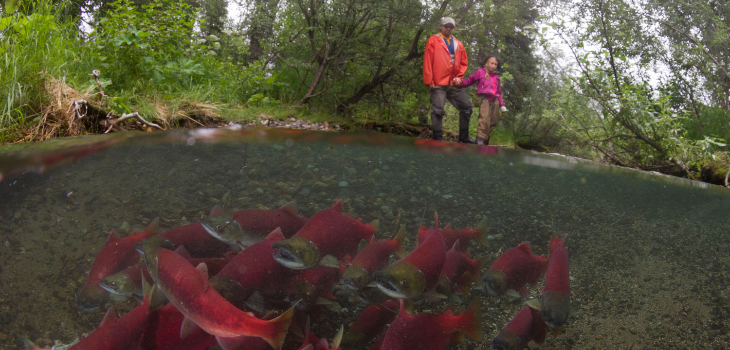 Bristol Bay Sockeye Split Level