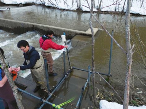 Studying Taimen on Sarufutsu River, Japan