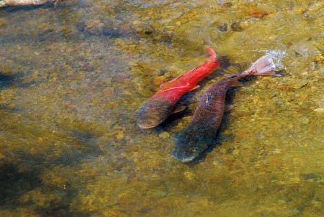 A pair of taimen in Japan's Sarufutsu River.