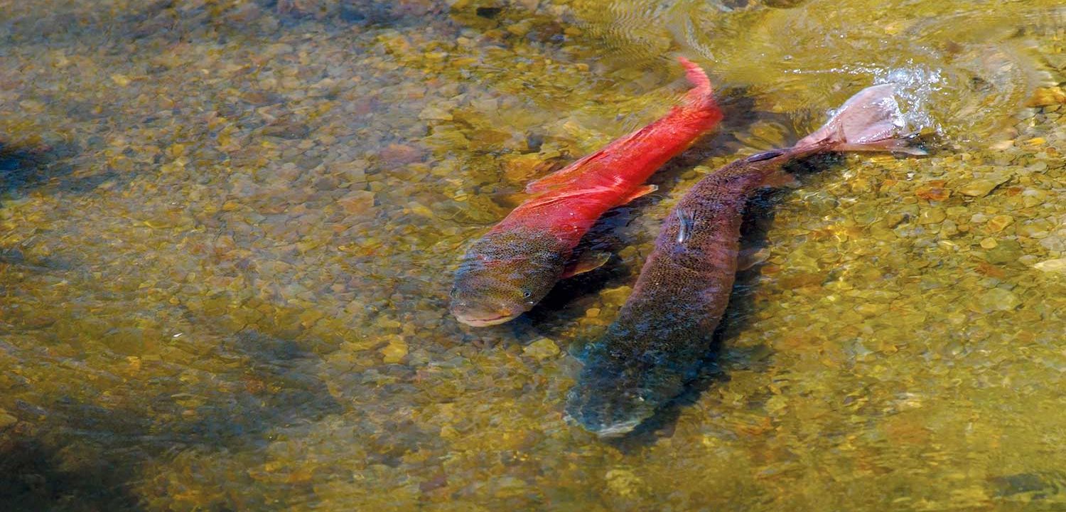 ett par taimen i Japans Sarufutsu-flod.