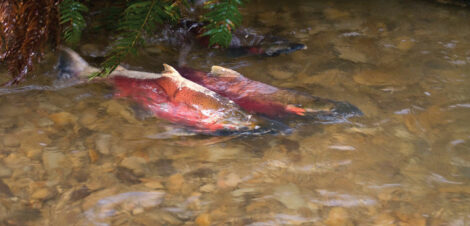 Coho salmon spawn in the Oregon Coast Range. Jim Yuscavitch