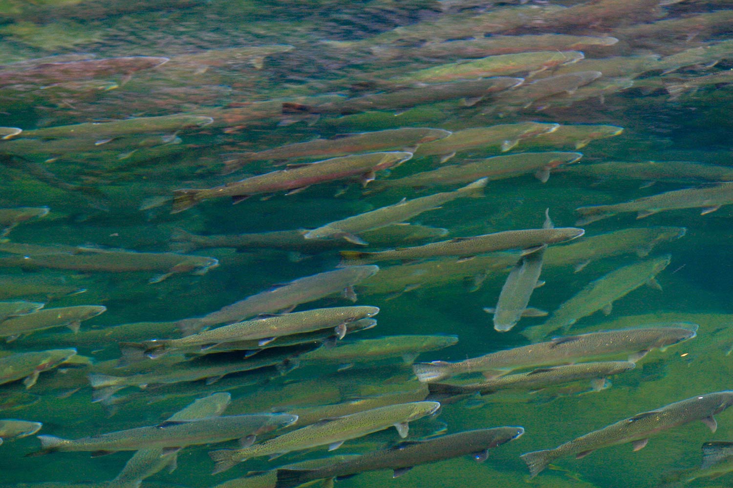 Oregon's Steamboat Creek, now protected by the Frank Moore Wild Steelhead Sanctuary