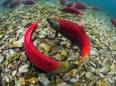 Sockeye spawn in Alaska's Bristol Bay