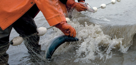 Bristol Bay fishery