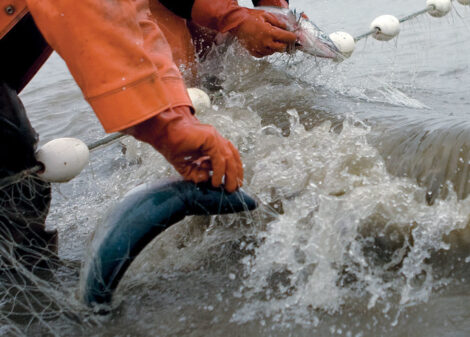 Bristol Bay fishery