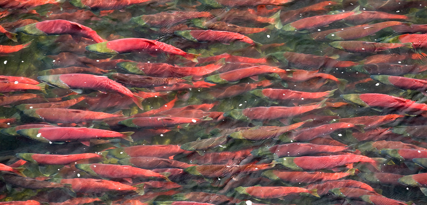 Salmon in Bristol Bay, Alaska, a key stronghold