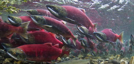 Bristol Bay sockeye