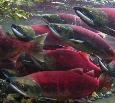 Sockeye Salmon - Wild Salmon Center