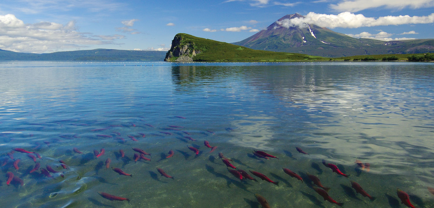 Kamchatka sockeye