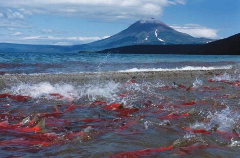 Kamchatka Sockeye