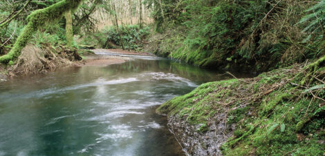 Stream in Oregon's Tillamook State Forest