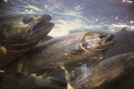 Chinook salmon at a hatchery along Oregon's Umpqua River