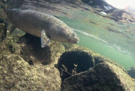 Taimen - Wild Salmon Center