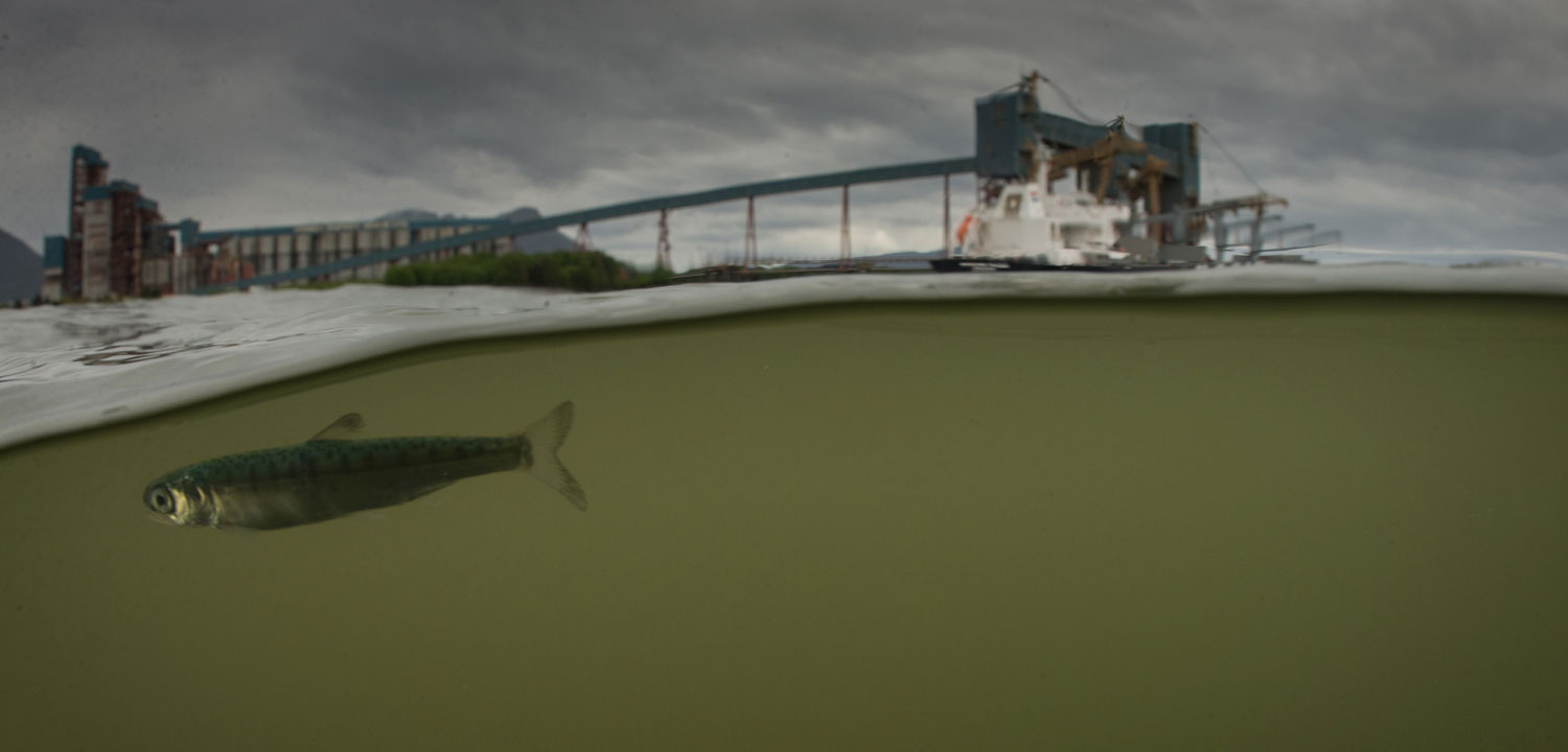 Juvenile salmon Flora Banks Skeena