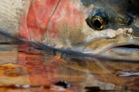 Skeena Steelhead