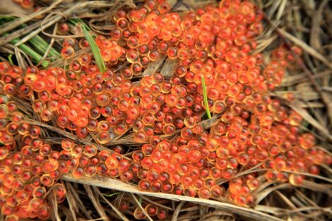 Steelhead eggs along the Hoh River on Washington's Olympic Peninsula