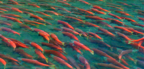 Bristol Bay Sockeye