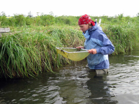 Kol River Research, Kamchatka, Russia