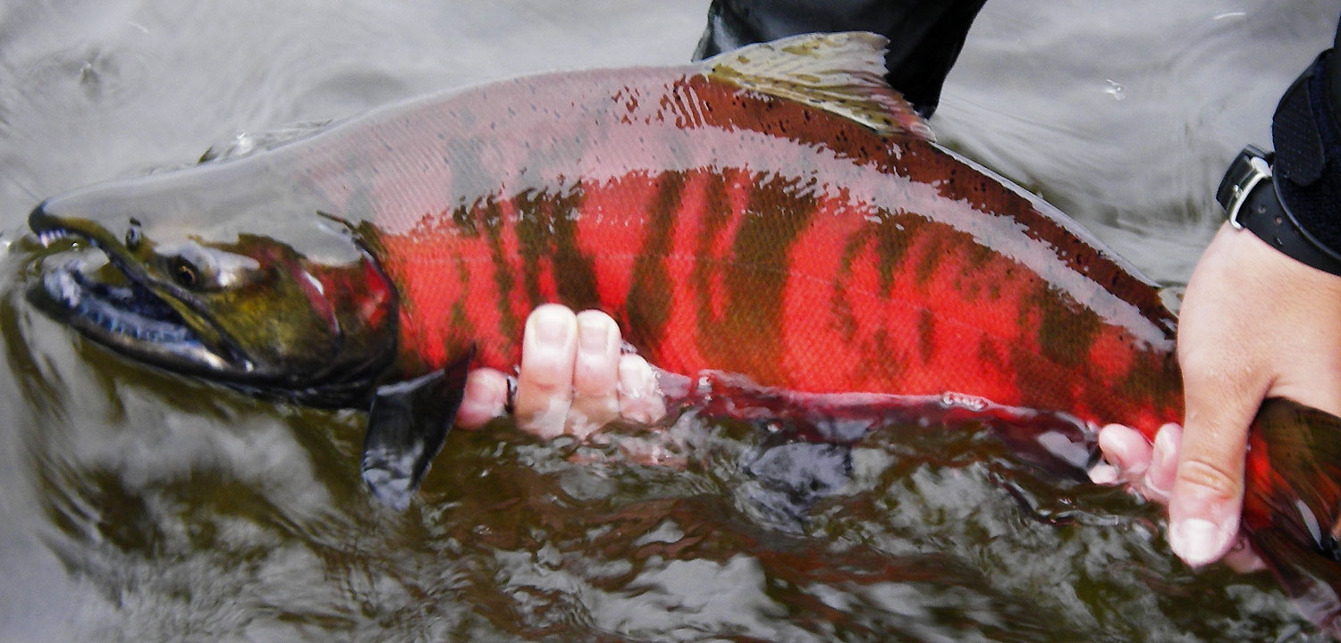 Cherry salmon, Kamchatka, Russia