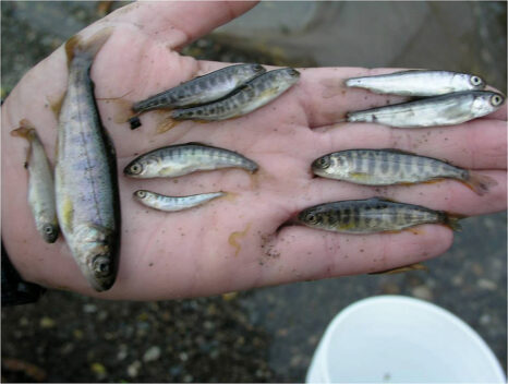 Kol River Kamchatka fish diversity