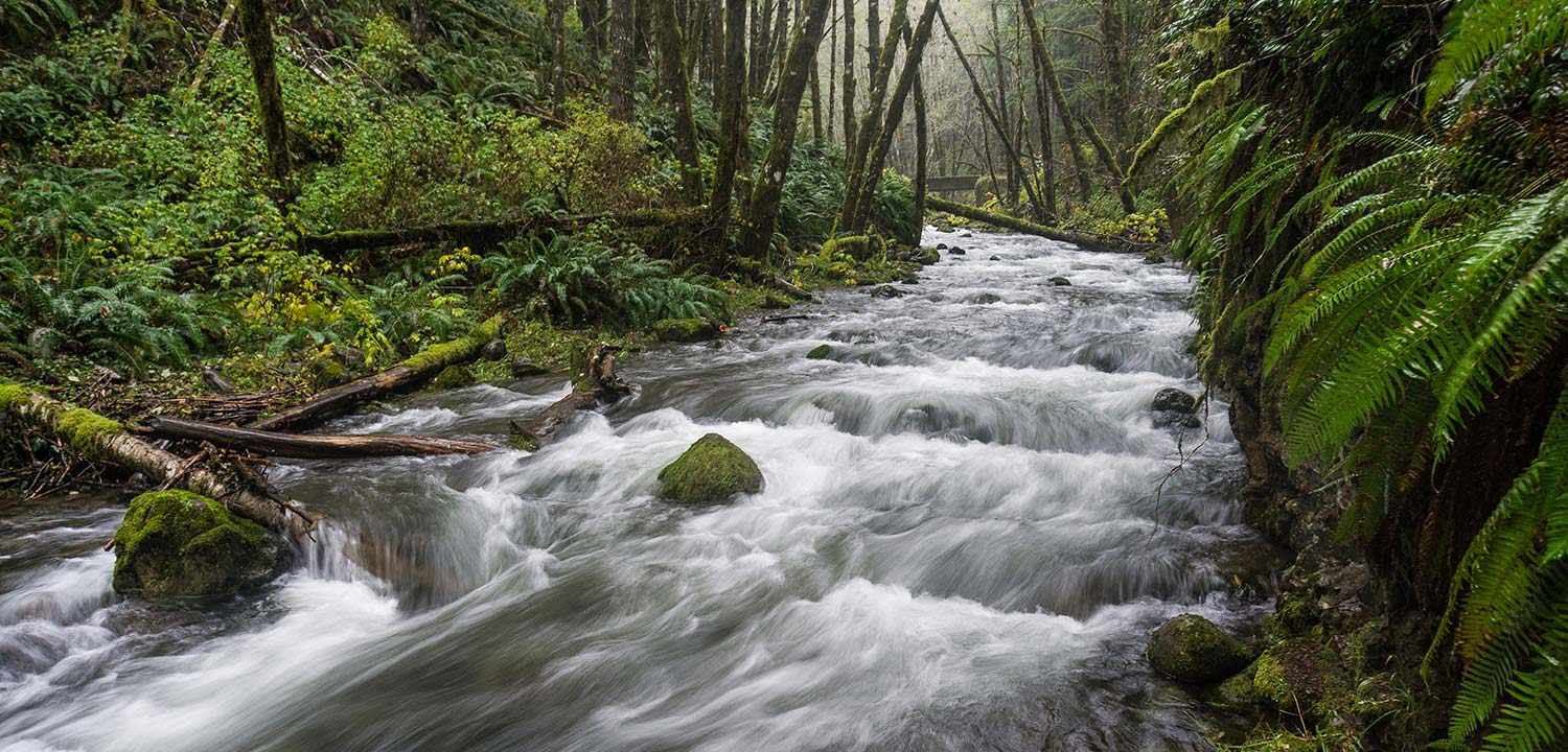 Idiot Creek, a tributary of the Wilson River, Oregon