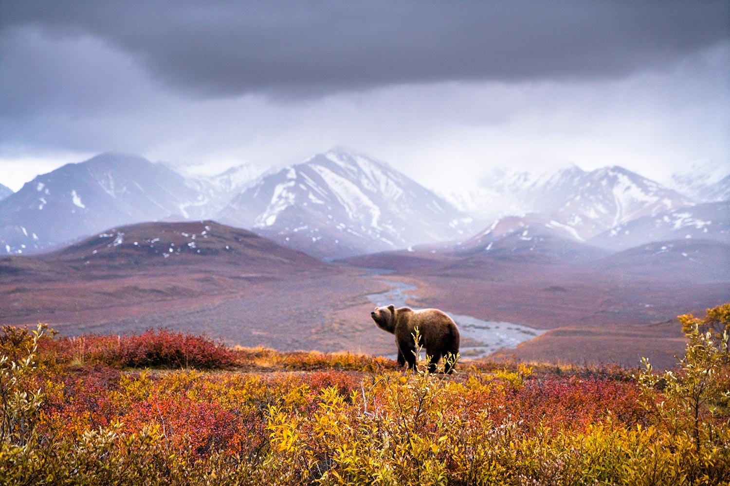 Chris Burkard, Denali National Park Grizzly, Alaska