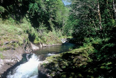 Salmonberry River, Oregon