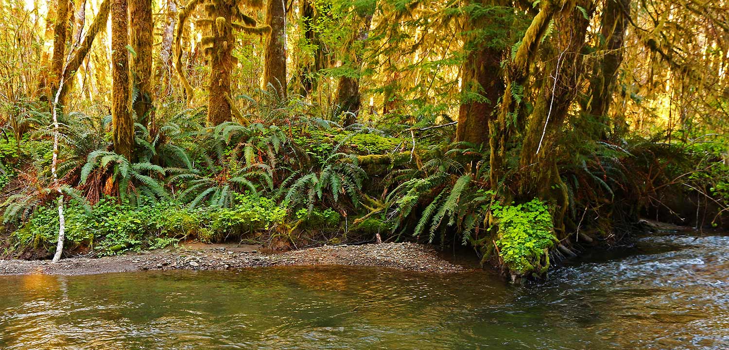 Elk Creek, Olympic Peninsula, Washington