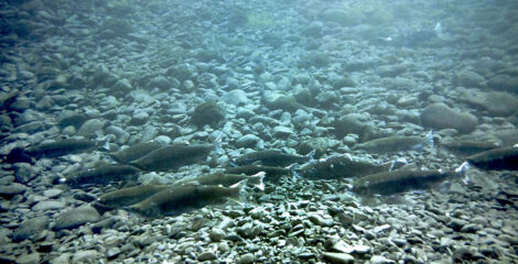 Underwater shot of blueback, otherwise known as Quinault sockeye.