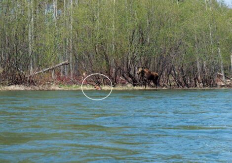 Moose, Koppi River, Khabarovsk, Russian Far East