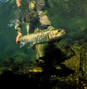 Man holding fish underwater