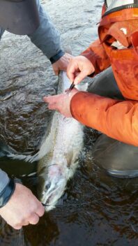 Man taking skin sample from fish in stream.