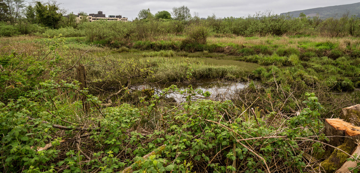 A five-year scientific monitoring program on the project site will document the use of the restored wetlands by juvenile coho salmon. Photo by Ross Photography, courtesy of Tillamook County.