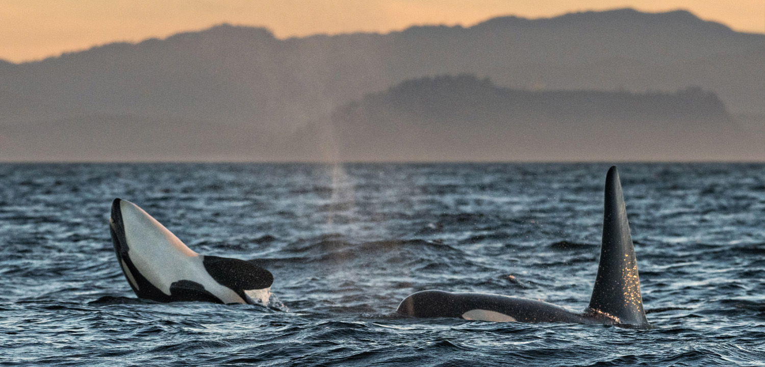 Southern Resident Orca