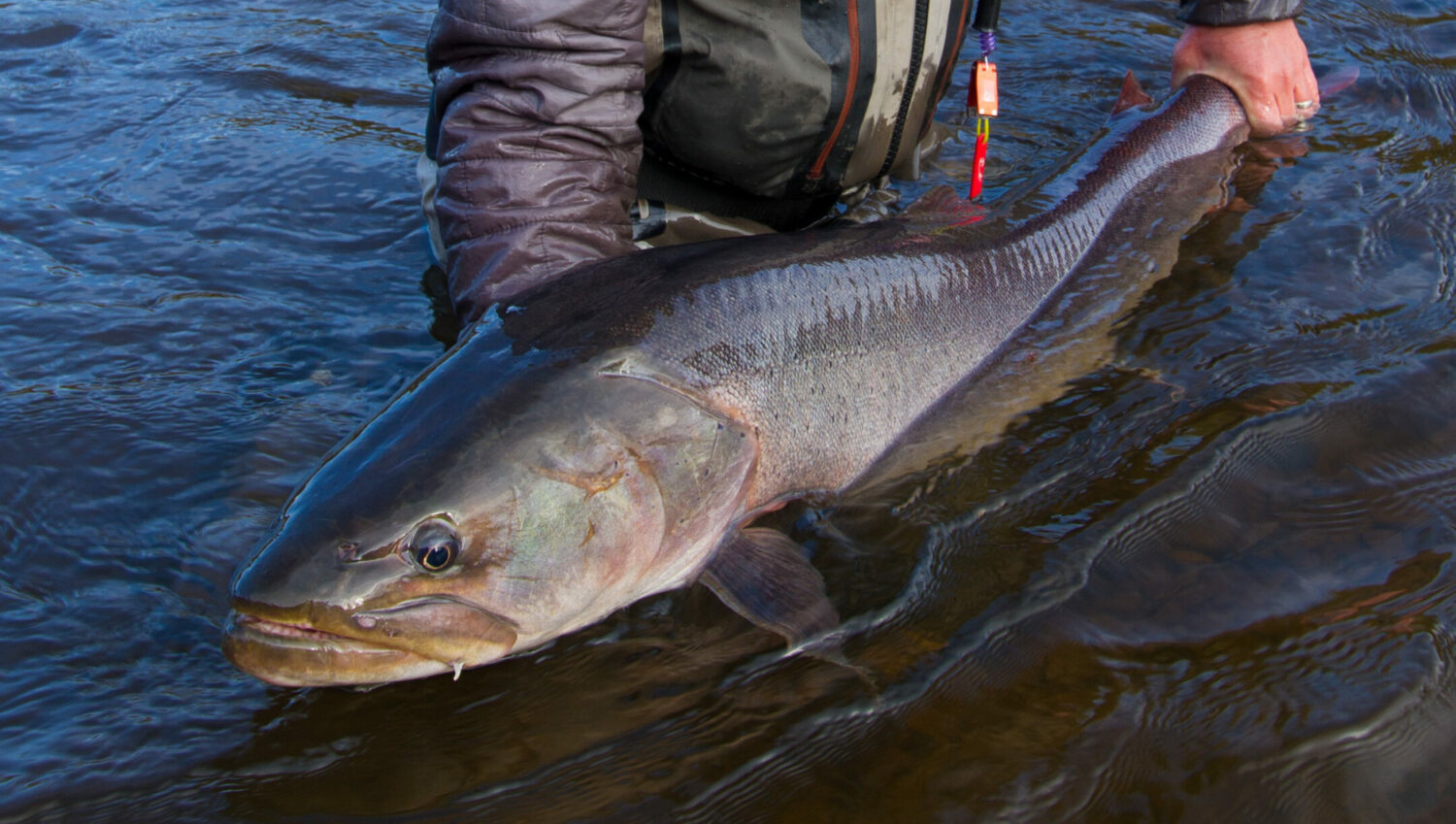 Siberian Taimen