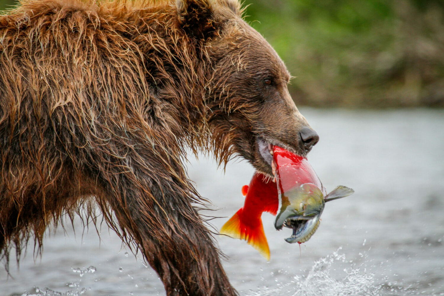 Salmon: A Keystone Species - Pacific Wild